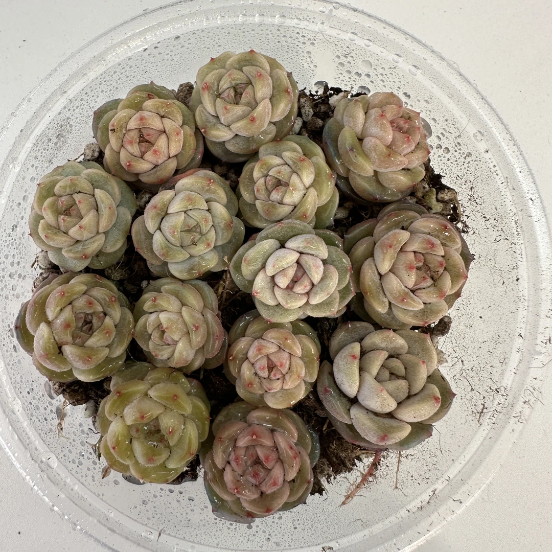 精品贵货切糕一盒(QF1423)