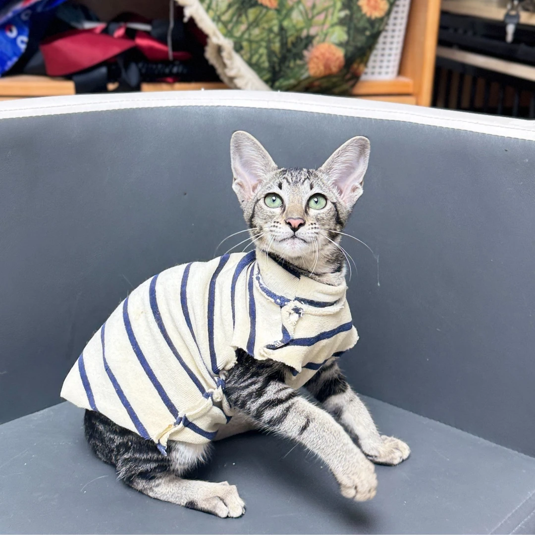 来了姊妹-棕虎斑东短猫 妹妹 J19