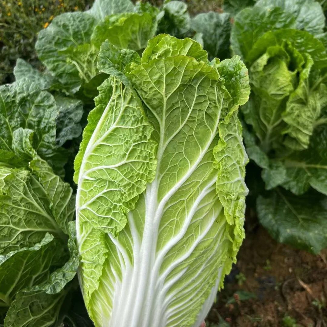 天津本地京秀白菜顺丰包邮白菜