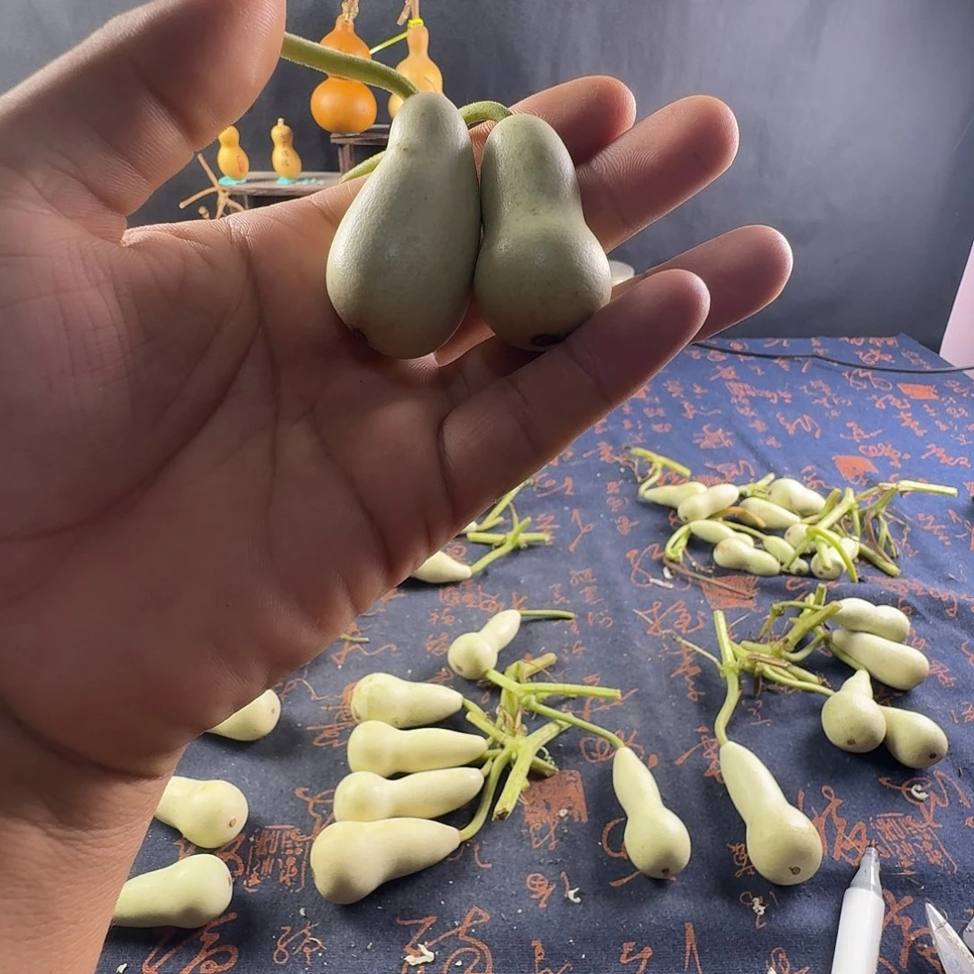 时***t葫芦葫芦真的超级可爱