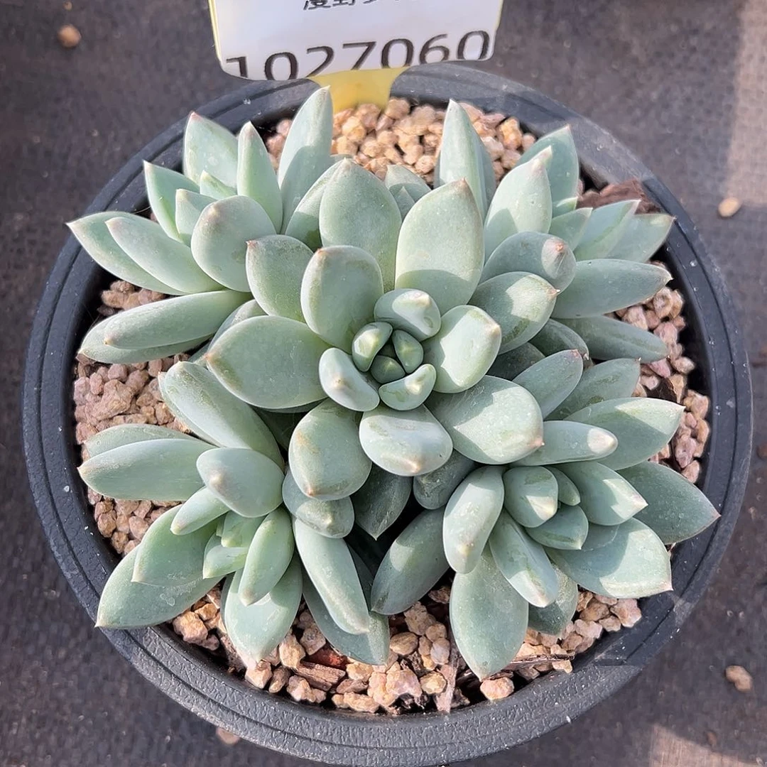 1027060 TNg美人群生