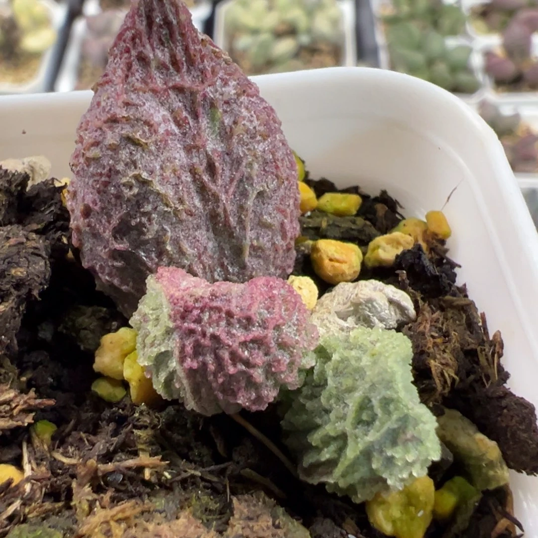 实生新品大苗冰碴子纹多肉植物