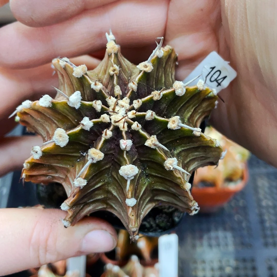 用****5非偏远地区满25包邮仙人球