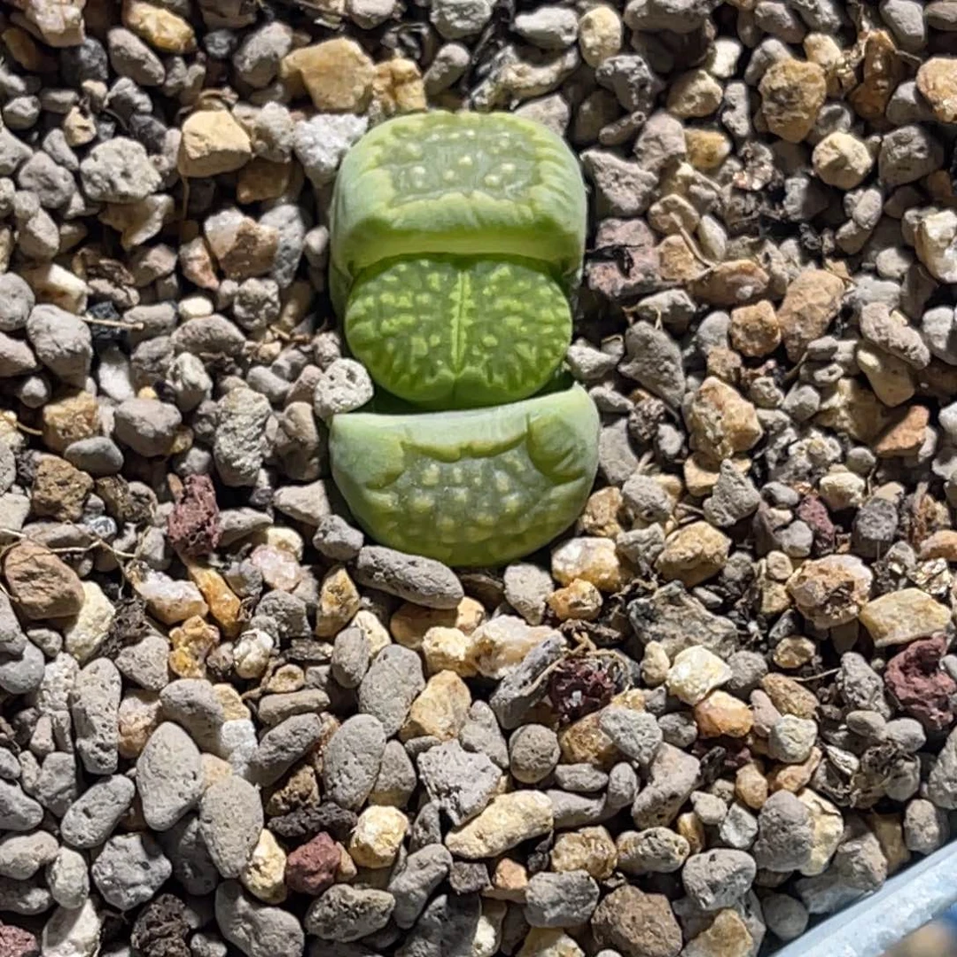 1925绿菊1尺寸1.5