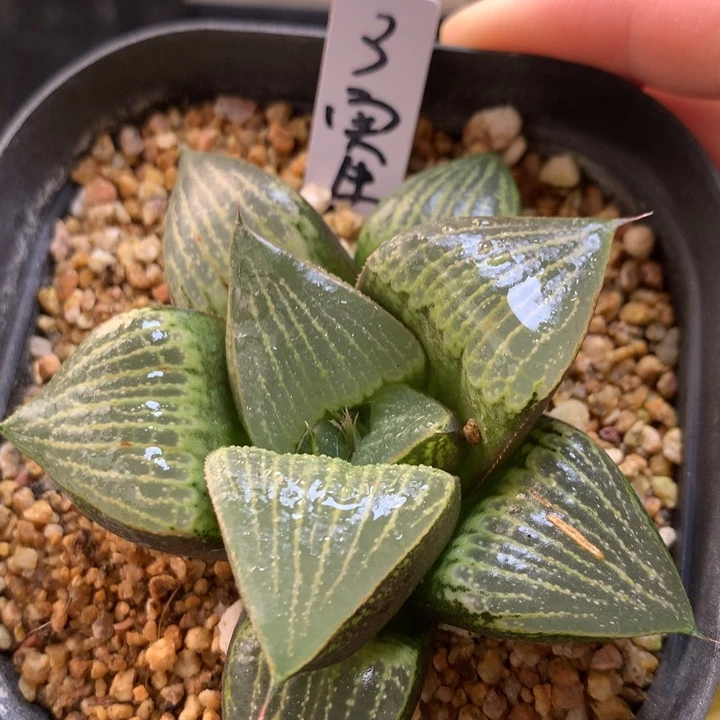 3号实生寿一物一拍