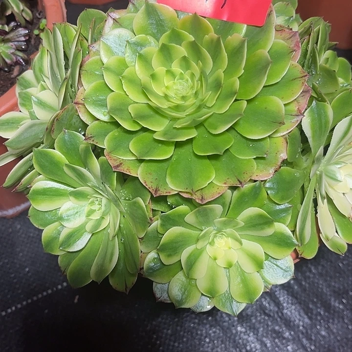 伊丽莎白多肉植物保护2303
