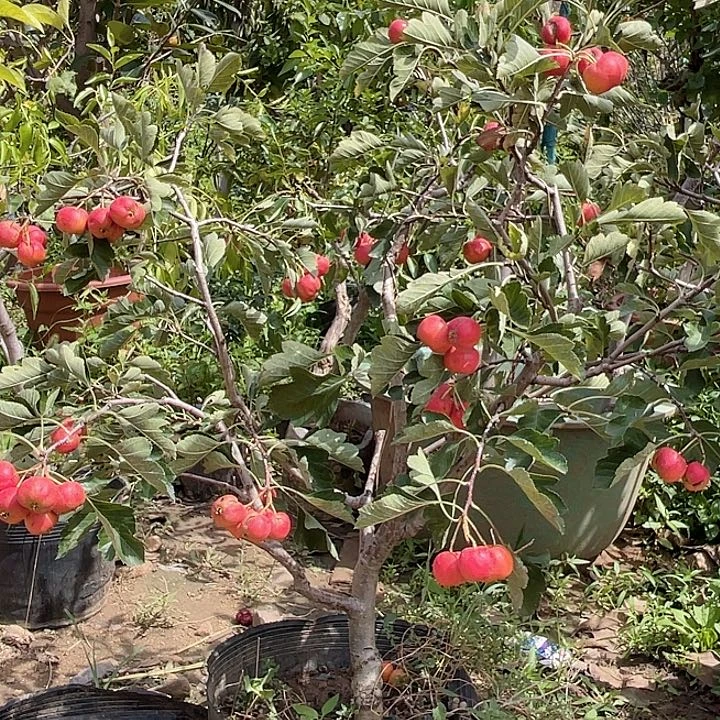 盆栽山楂，一物一拍