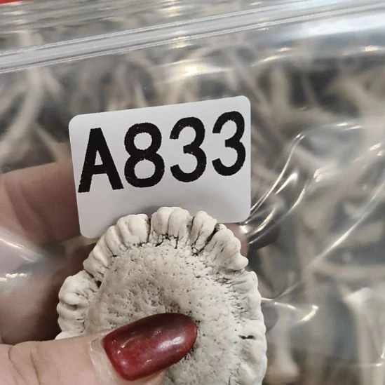 修***鹿角鹿角鹿角鹿角鹿角鹿角