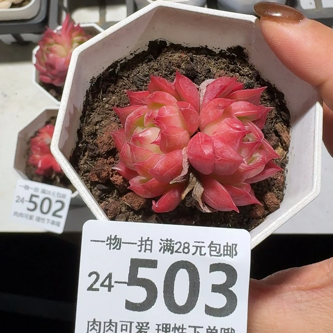 西西里无盆土发货无