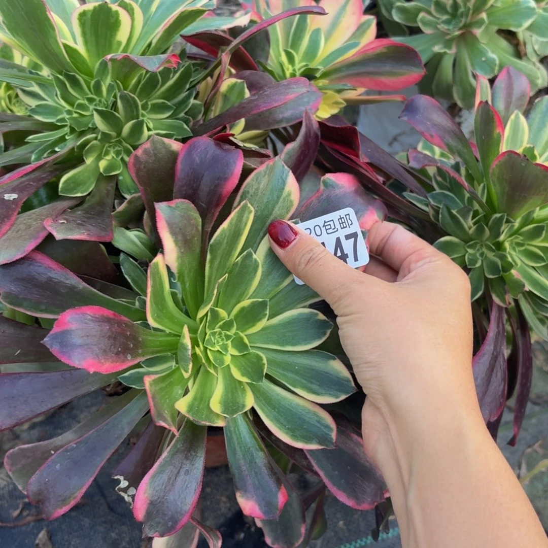 447多肉植物捧花的时候