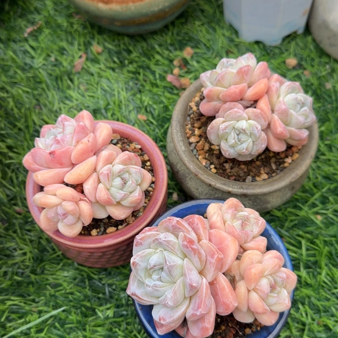 艷***錺冰玉多肉植物多肉植物