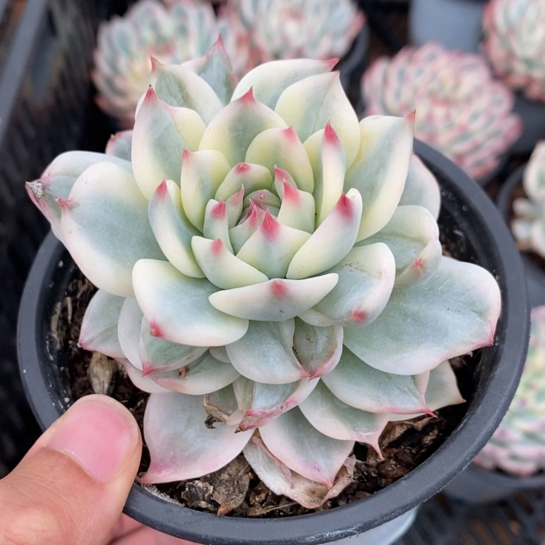吉娃娃锦多肉植物A3531