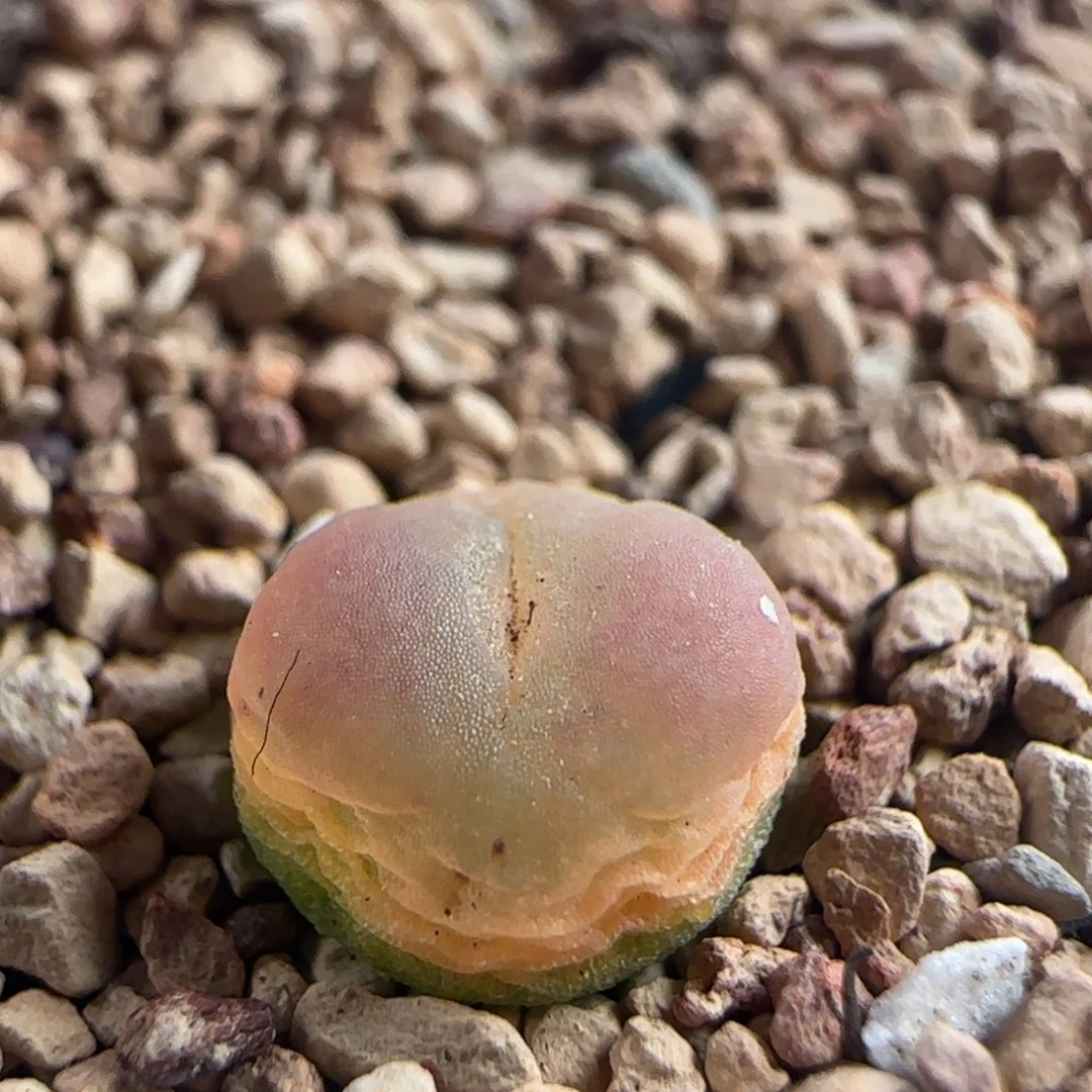 0142/尺寸0.9/紫皮拉登/