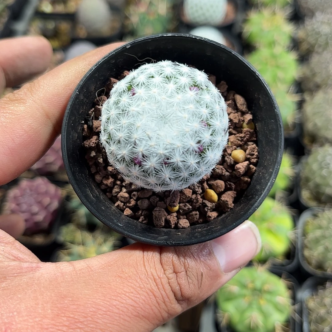 大春星单头发货单头
