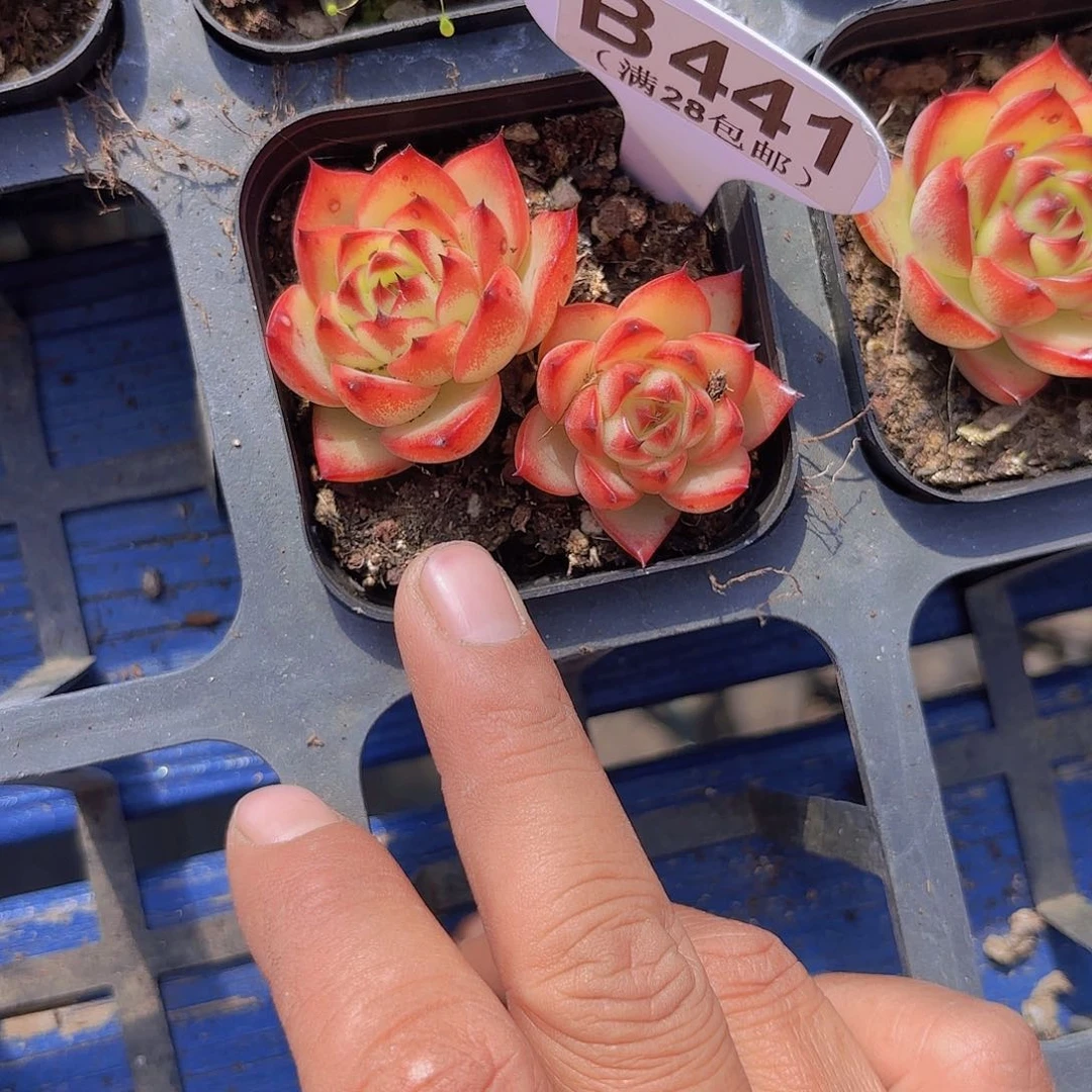 B441月亮石一物一拍