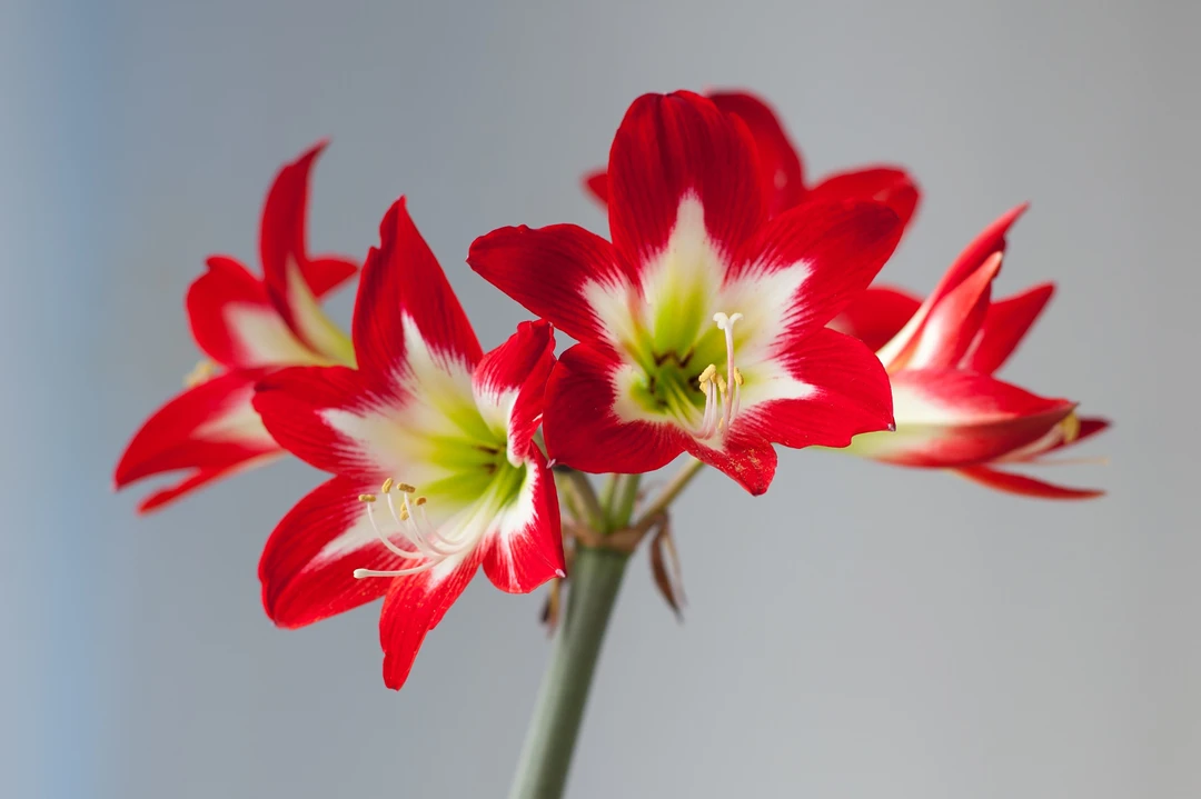 【单瓣】荷兰进口朱顶红红唇焦点达芙妮独特稀有品种基地现货种球