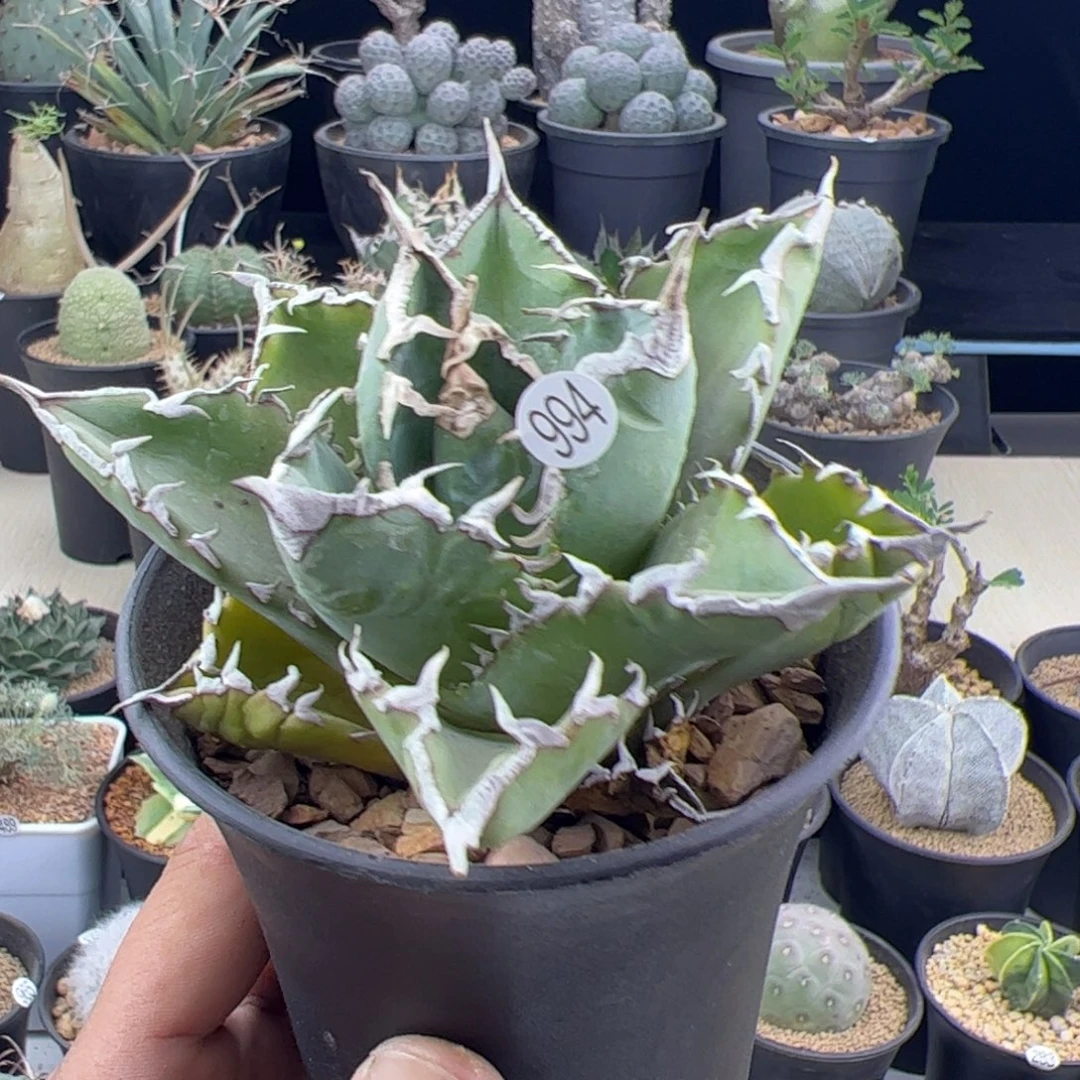 白鲸龙舌兰一物一拍