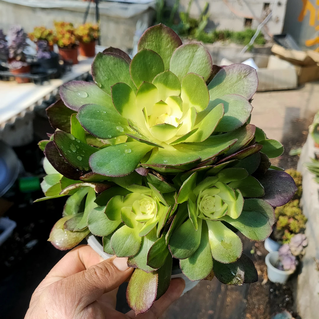 糖心沙拉碗万圣节法师 满20包邮不带盆土目前绿色湖南多肉植物