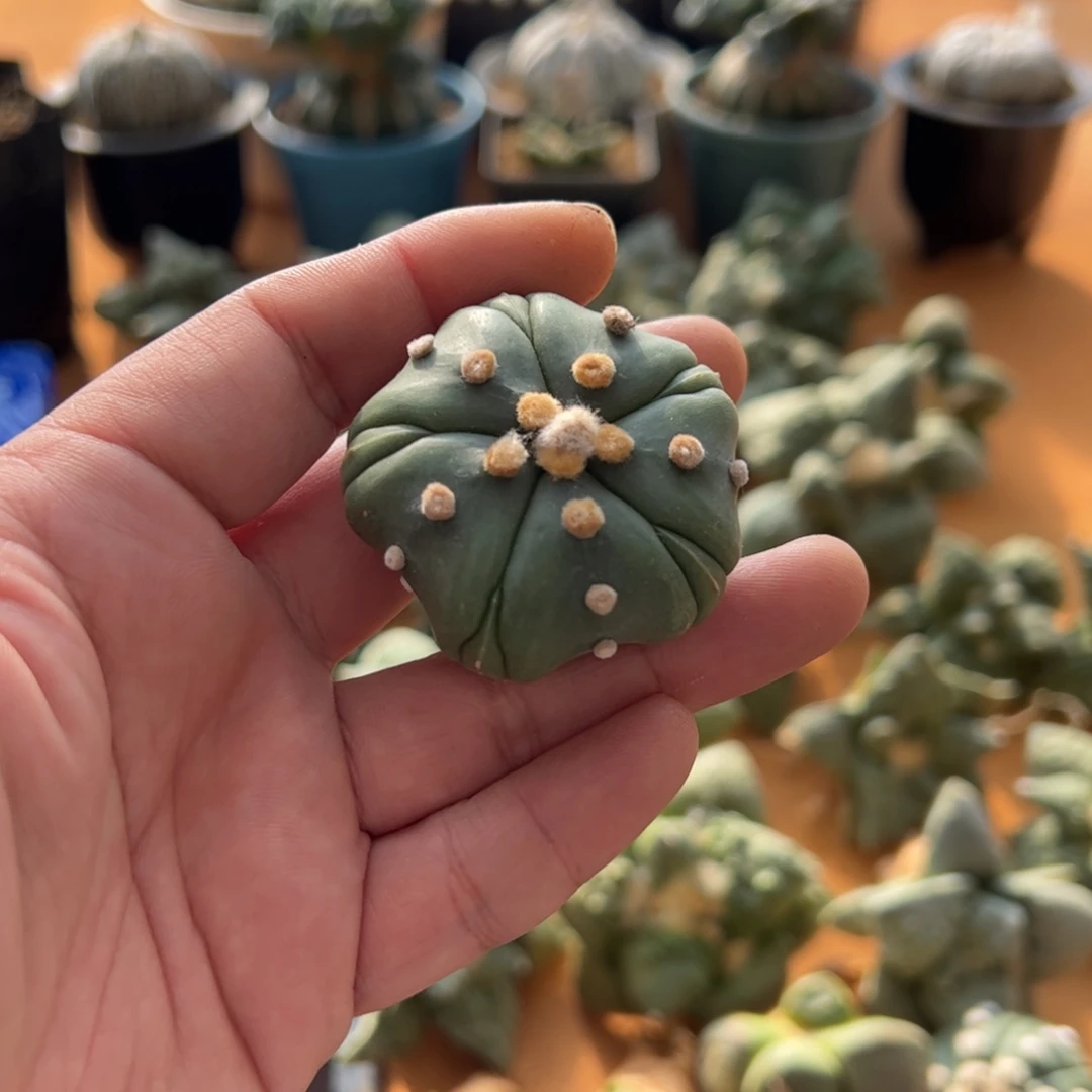 无花朵010实生海星5瓣腹棱琉璃4.8cm