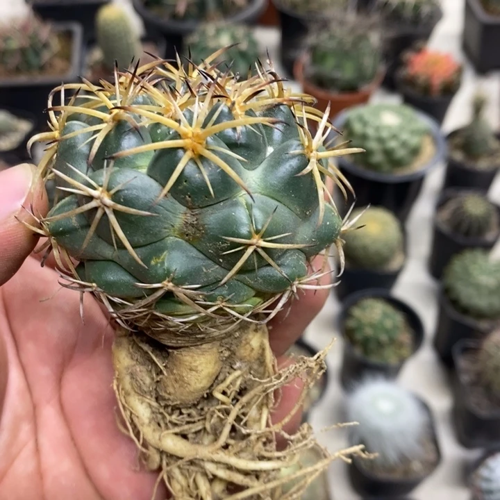 实生天丝象牙特价