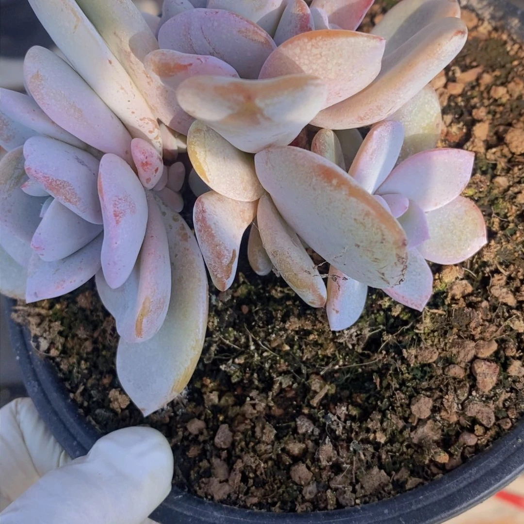 露*多肉植物11111111