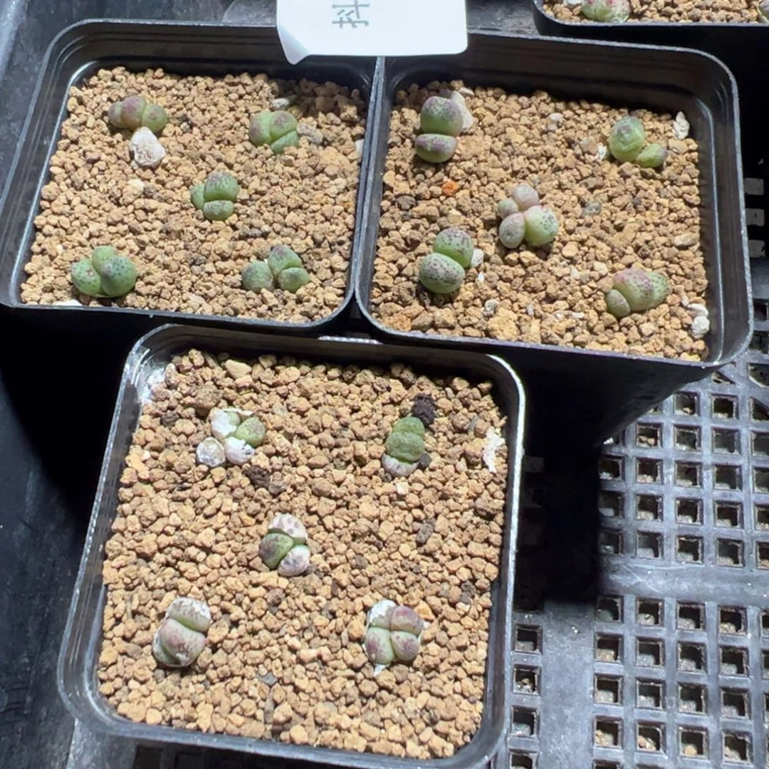 7-182量拍草莓斑马一盆