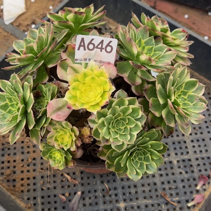 海王多肉植物646.
