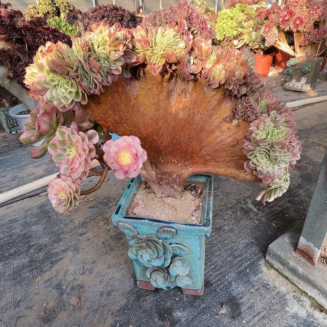 【闪购商品】无花朵清*?荔枝