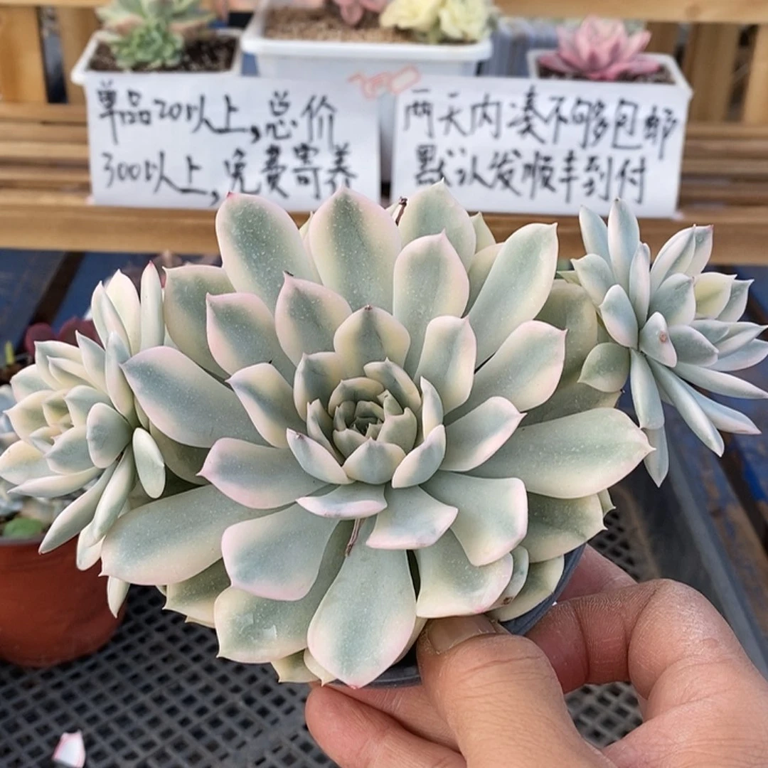 0620 月亮仙子白覆轮锦自然群
