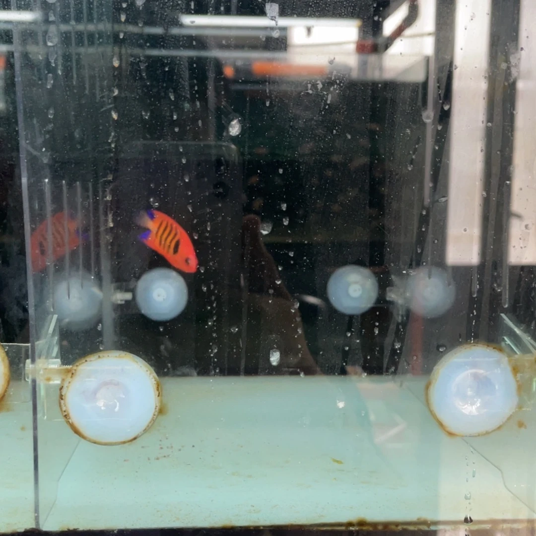 海水鱼火焰先一条顺丰包邮