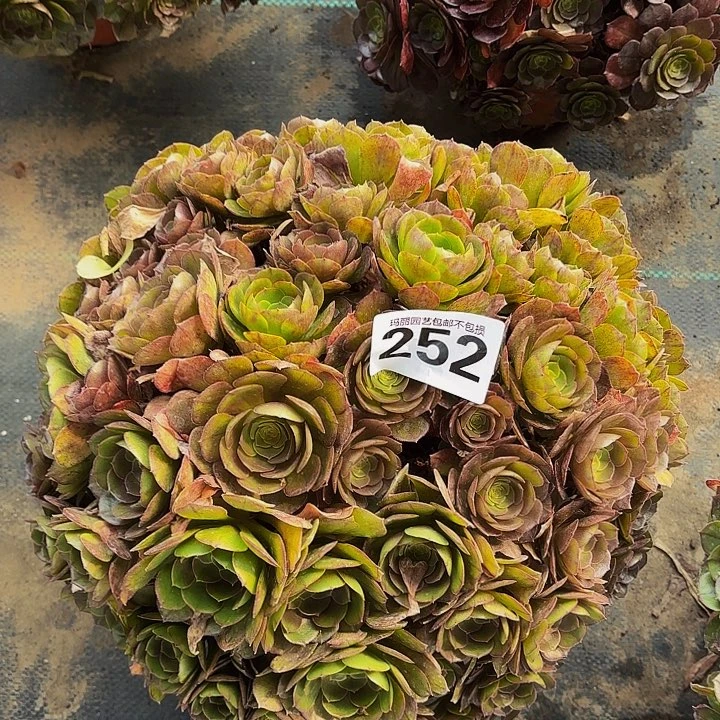 252万圣节花花花2-12