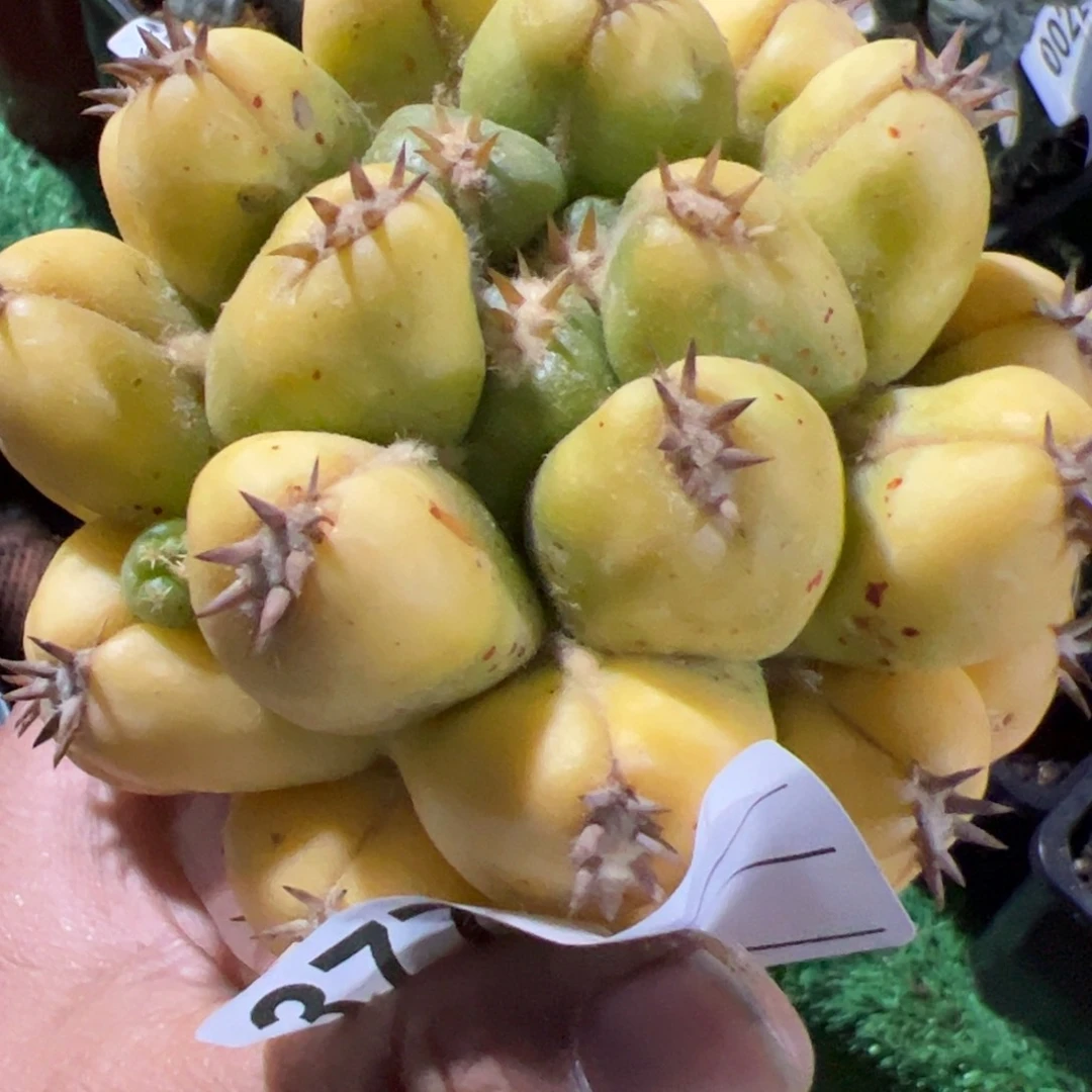 双排短豪刺象牙锦无根377