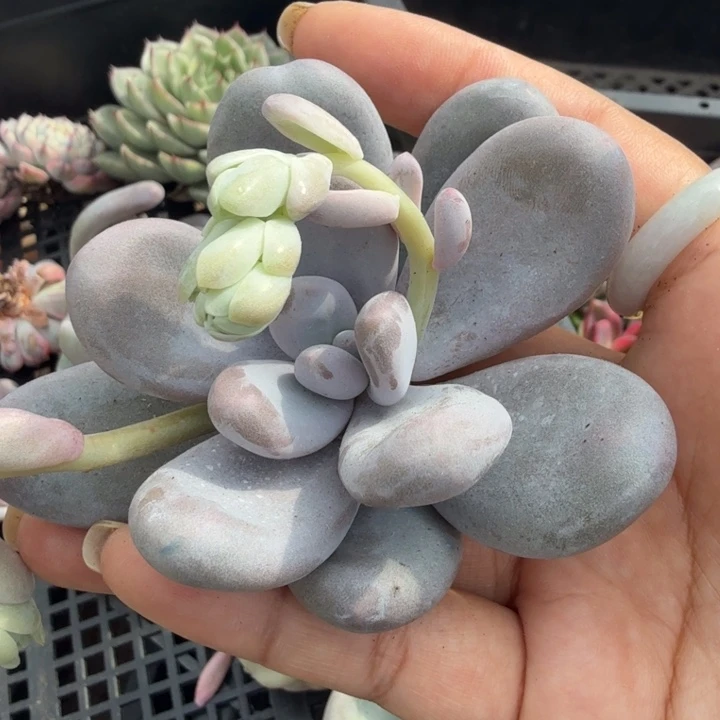 文斯通 奶酪 不带锦