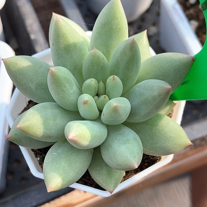 多肉植物虞美人1661