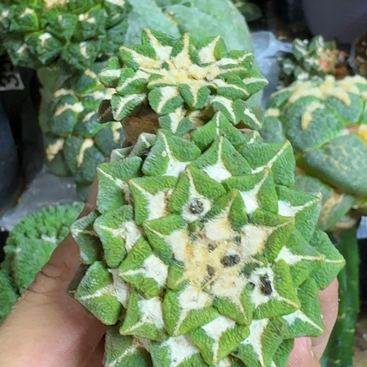 无花朵福利自根黑锦518