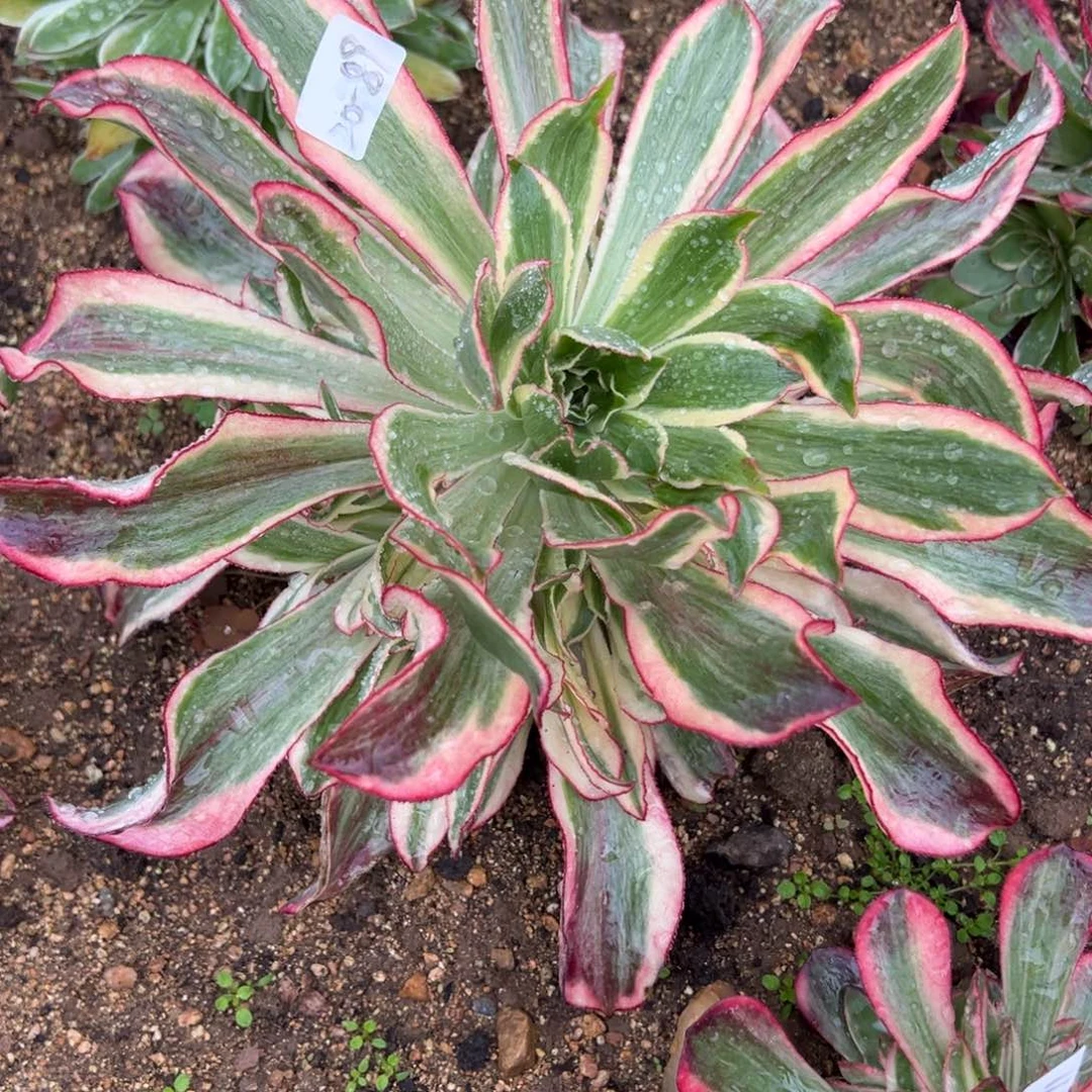 89魅影多肉多肉植物