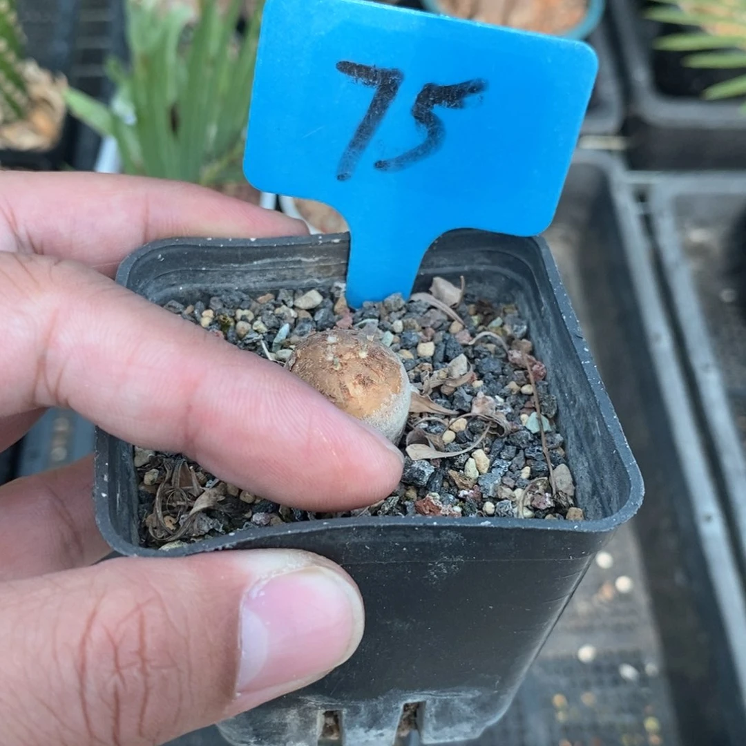 产地格加厚敦菊多肉植物