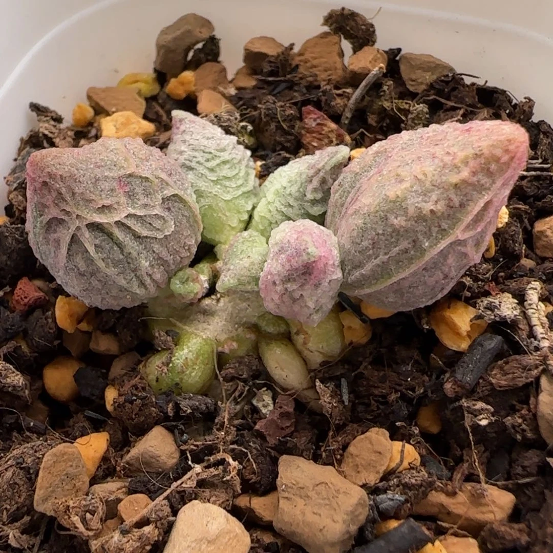 倒刺冰淇淋水泡多肉