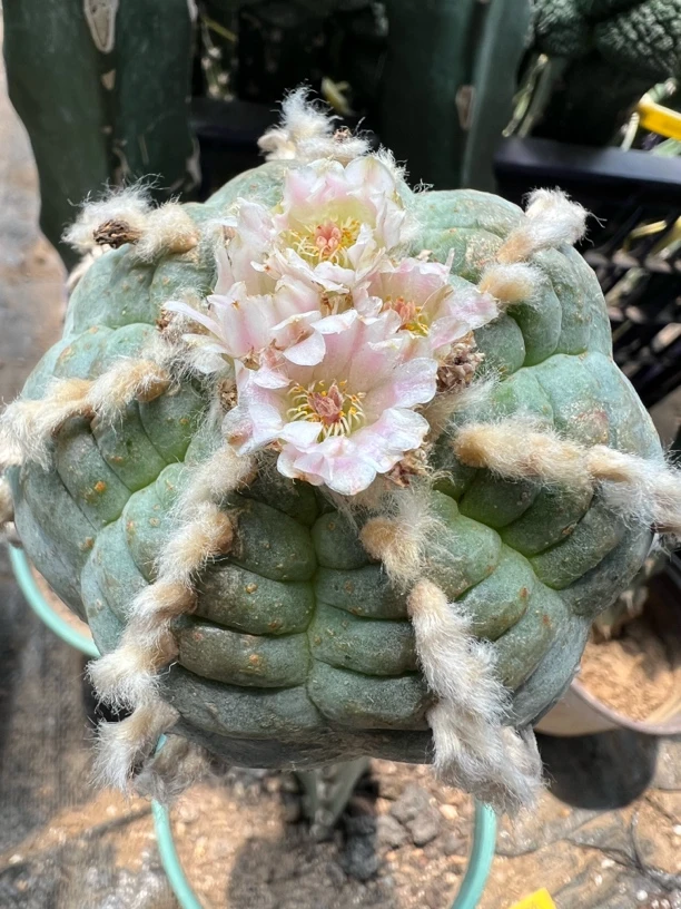 肋骨乌层次漂亮开花株仙人球可挑