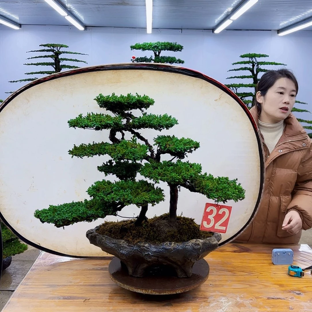 无花朵盆景直播间一物一拍