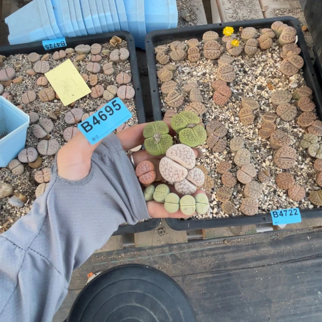 本***豪4695荒左20右25米4725筐68米4722筐78米