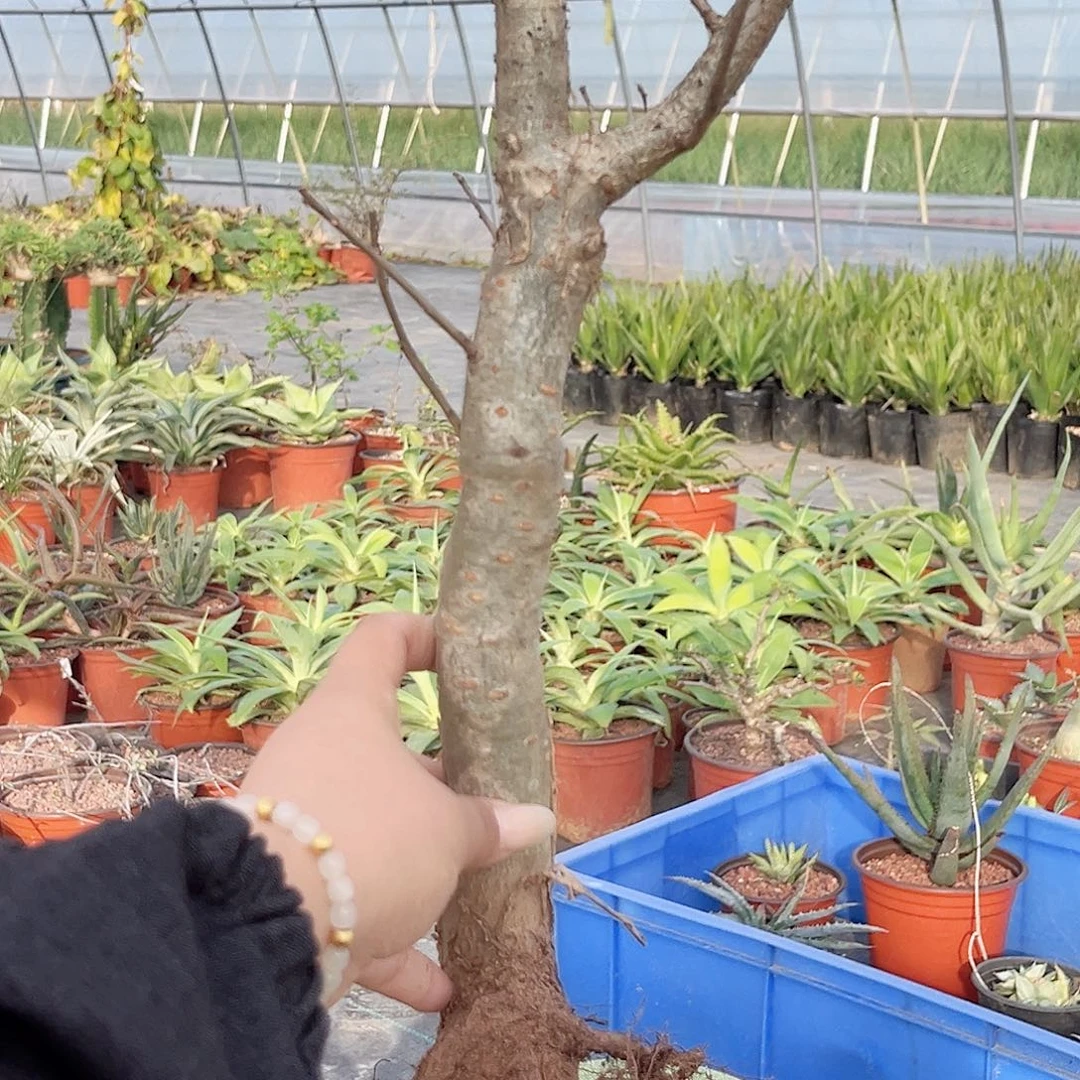 多肉植物麻氏橄榄实生