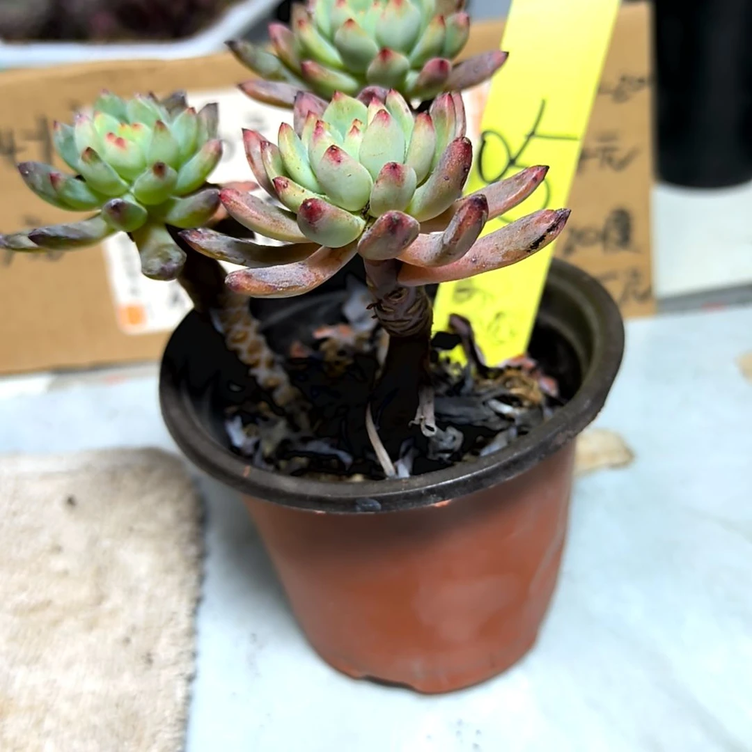 满6元包邮，#5号蓝精灵多头老庄