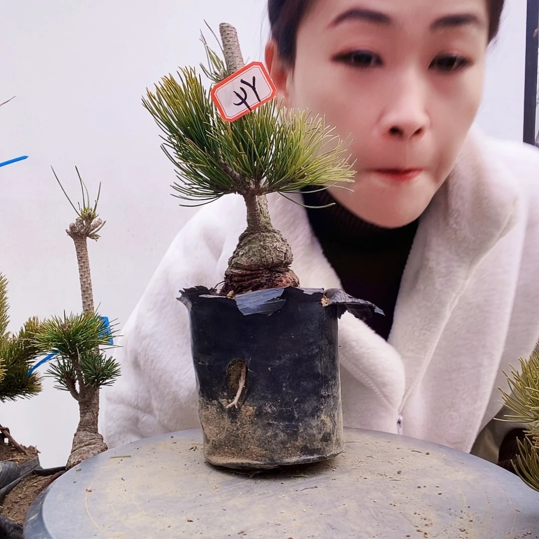 植物形态多年生草本