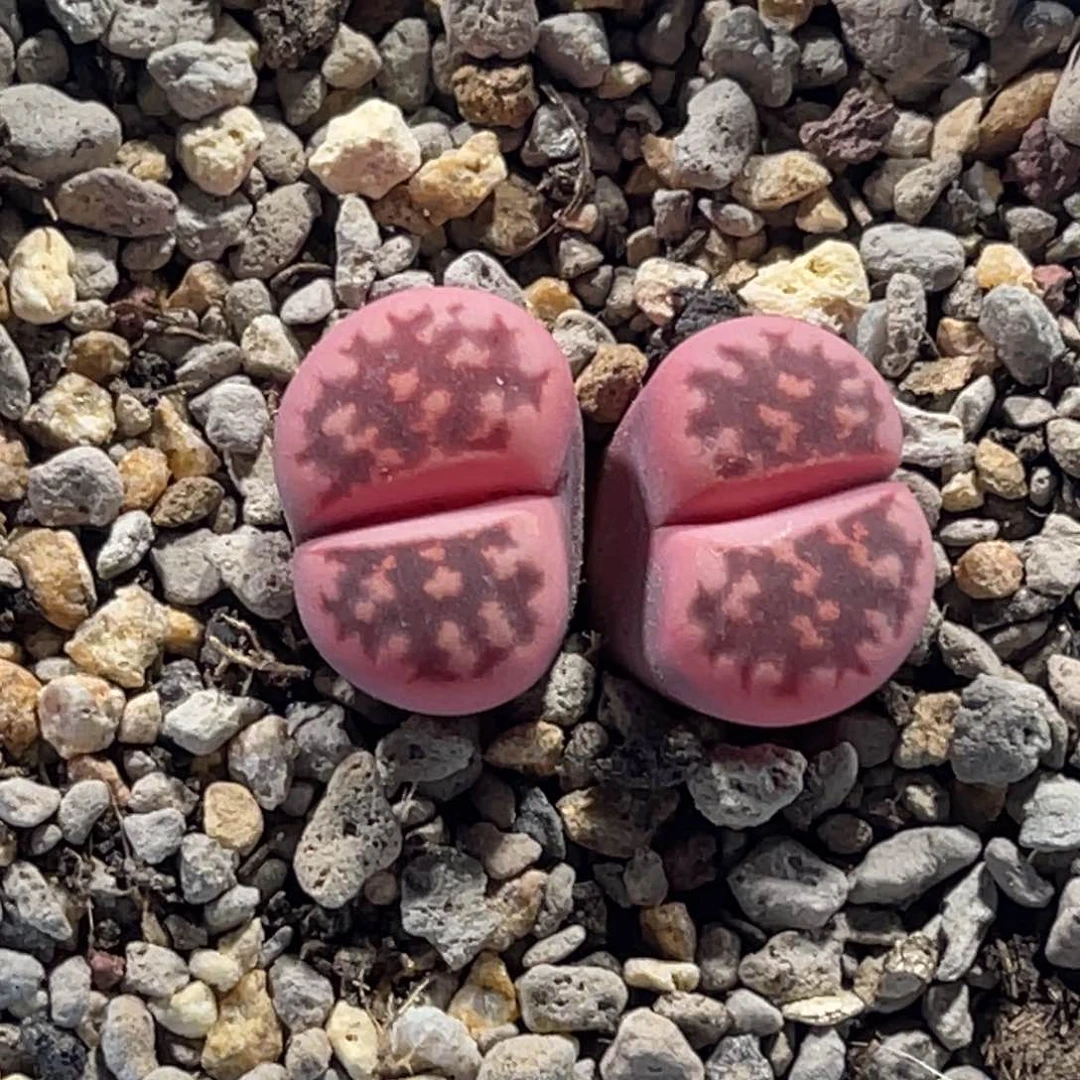 4543双头锦2花纹