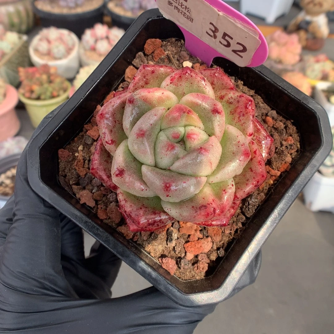 352 冬云石化多肉