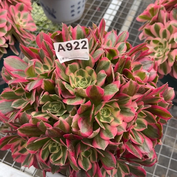 922女郎25厘米左右