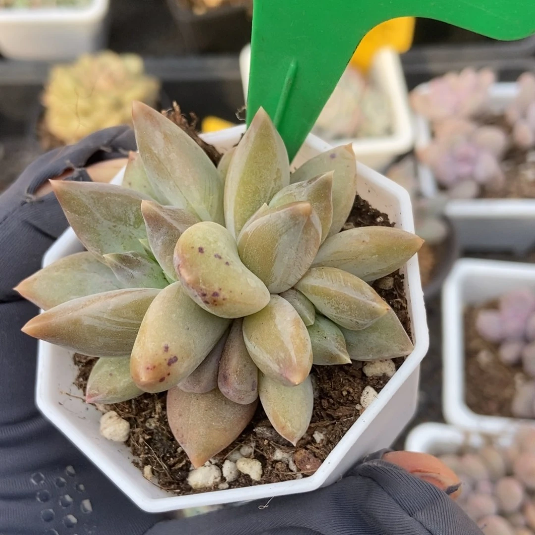 884重楼多肉植物保护