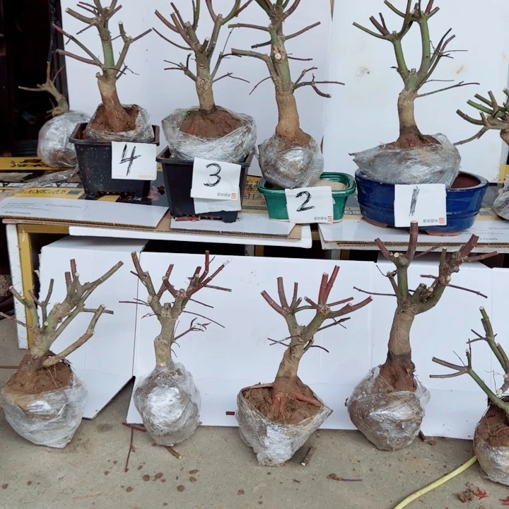 完全开放枫树出星星