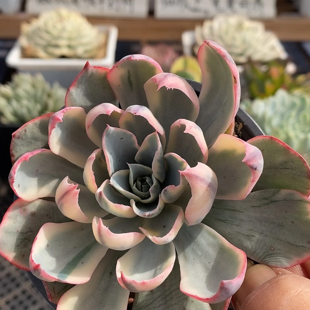 15263 阿美星覆轮锦